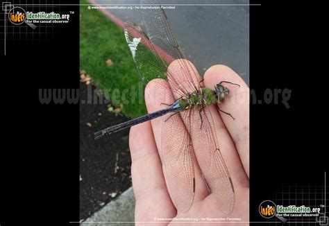 giant darner dragonfly size.